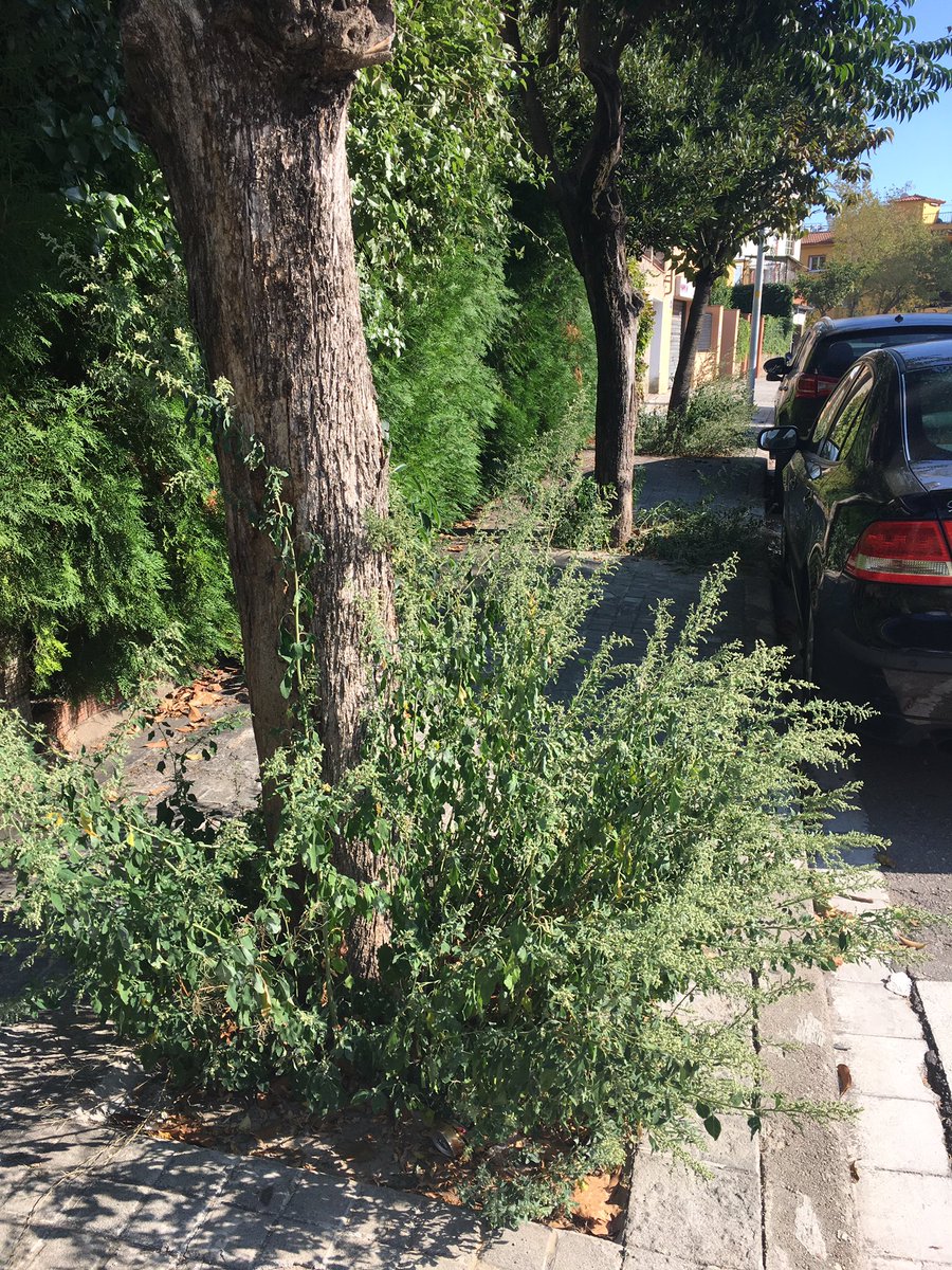 soniagm01's tweet photo. @Cerdanyola C/ Menorca / Avda Europa ... De qui es responsabilitat la neteja de voreres ? Hi ha trams impracticables 🚶🏻‍♀️🚶‍♂️ https://t.co/MOySudl0k5