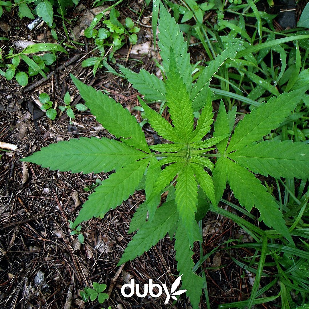 dubyapp's tweet photo. Growing a little happiness with every plant!
β’β’β’β’β’β’β’β’β’β’β’β’β’β’β’β’β’β’β’β’β’β’β’β’β’β’β’β’β’β’
Follow Duby for more π²
https://t.co/ctf5QKx8x8
β’β’β’β’β’β’β’β’β’β’β’β’β’β’β’β’β’β’β’β’β’β’β’β’β’β’β’β’β’β’
#PassTheDuby #BabyBuds #CannaHappy https://t.co/8ZU8LR5Z1t
