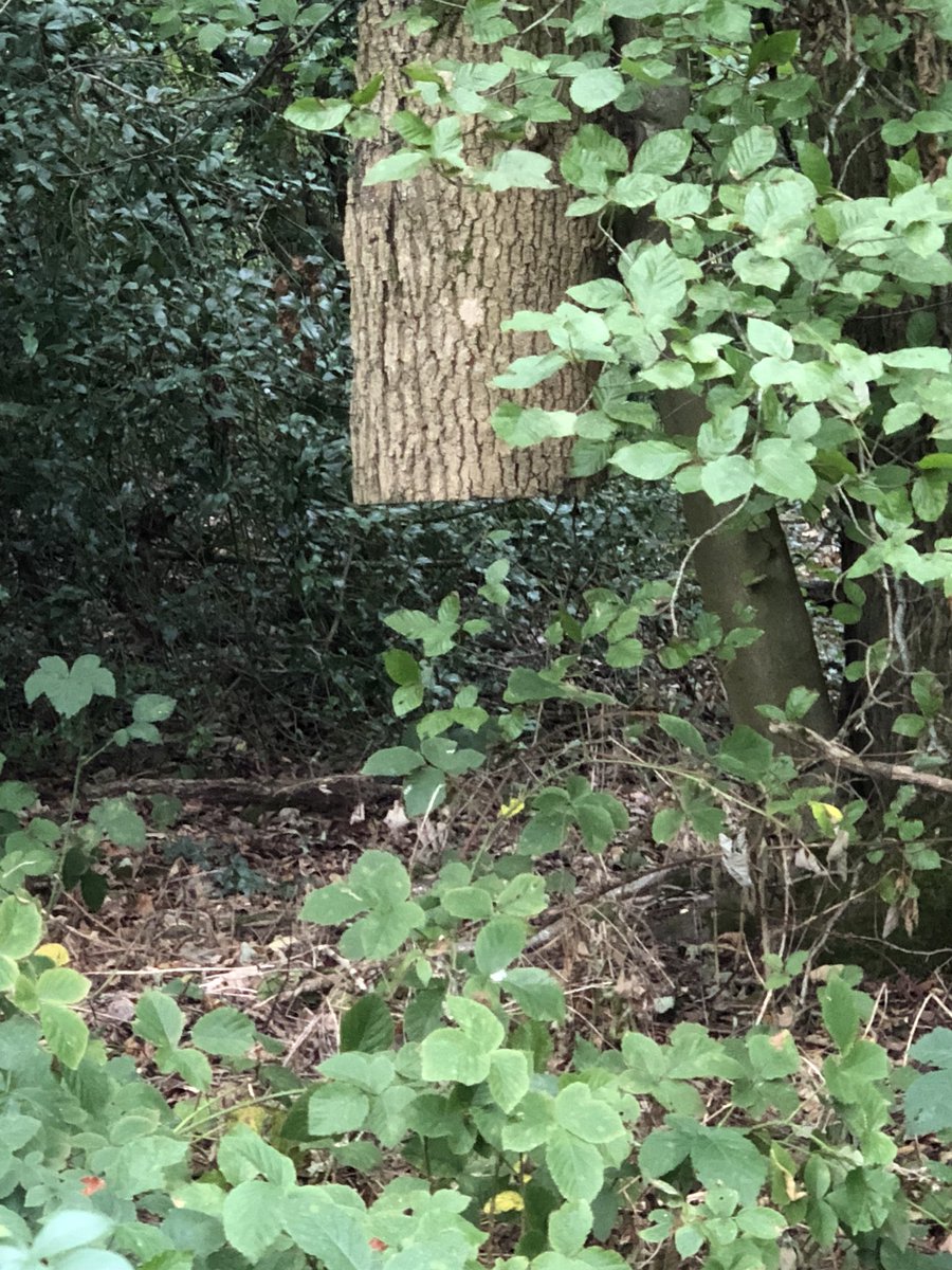 Stampy Cat On Twitter I Hate It When People Don T Cut Down The Entire Tree - stampy cat on twitter i hate it when stampy at stampyonroblox twitter Stampy Cat On Twitter I Hate It When People Don T Cut Down The Entire Tree - stampy at stampyonroblox twitter