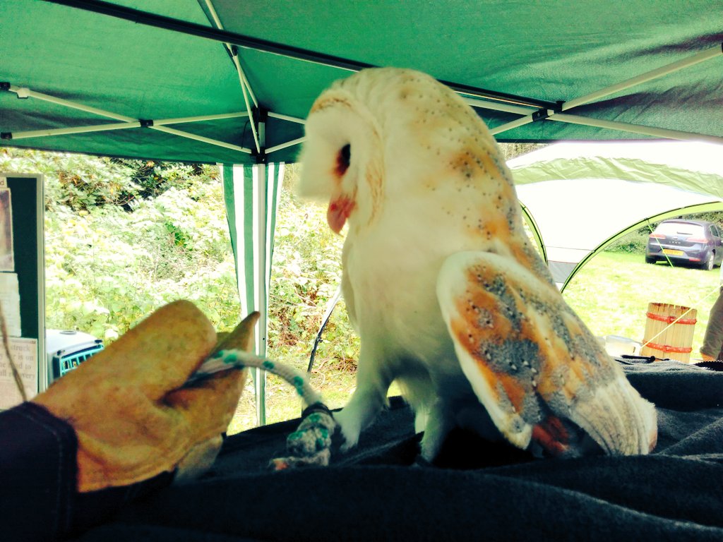 HelpBritBloss's tweet image. Great to lead a (slightly out of season) Wassail in Hollingworth, Tameside today for a little toast hanging, cider supping and even the dogs, owls and ferrets joined in with the singing. #Wassail