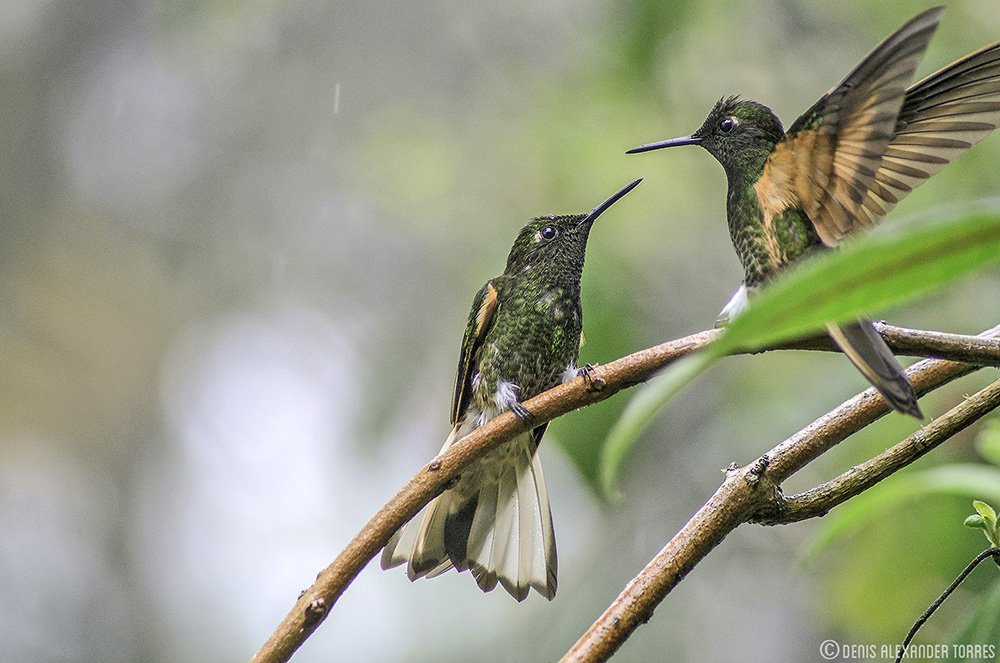 Colibríes Cabecidorados [Buff-tailed Coronet] (Boissonneaua flavescens). Mérida, Venezuela.
#visiontorres #photosforconservation #photosforsale #venezuela #paypal #bufftailedcoronet #hummingbird #merida #andes #cloudforest #nature #naturephotography #colibri #selvanublada #birds