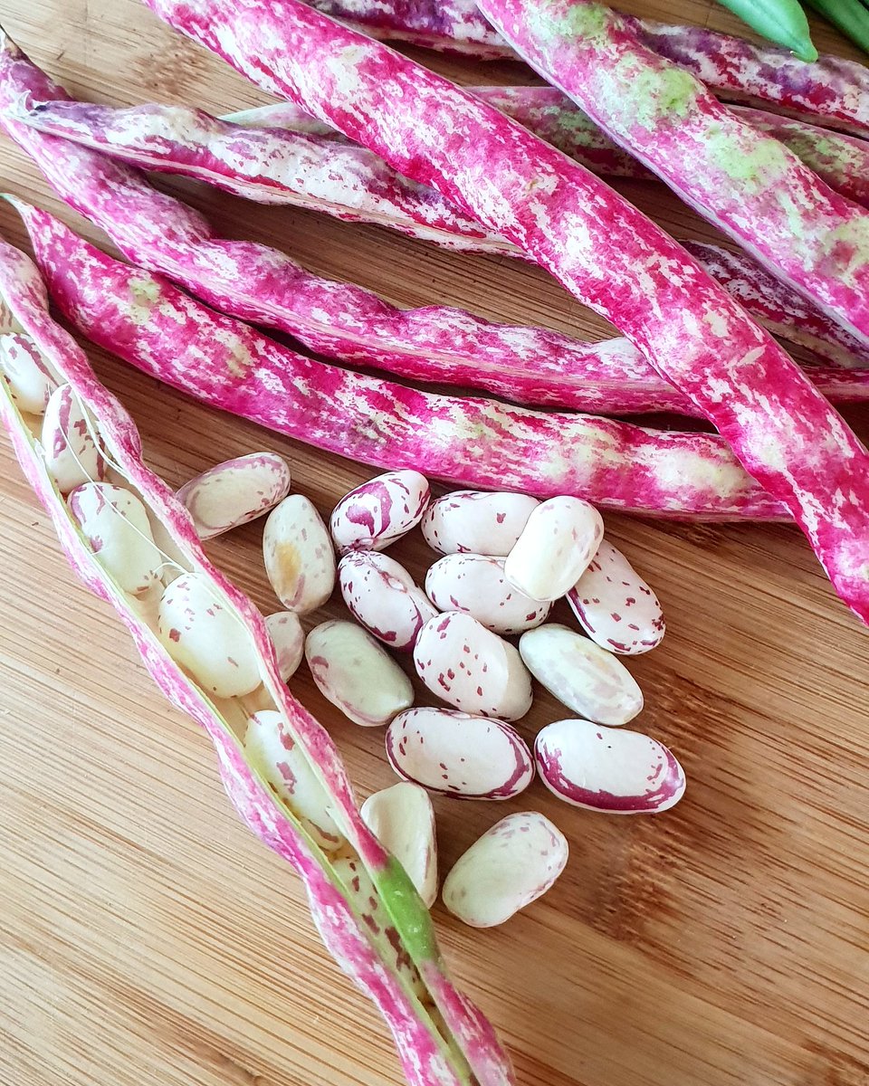 PontRoyalHouse's tweet photo. Beautiful pink haricot beans or cranberry beans from Pélissanne market this morning ... cooking slowly now with fresh herbs, garlic and olive oil 😋 #haricotrouge #cranberrybeans #cookinginprovence #houseinpontroyal #pontroyal #pelissannemarket #marketsofprovence #provence https://t.co/2lINNiSEZB