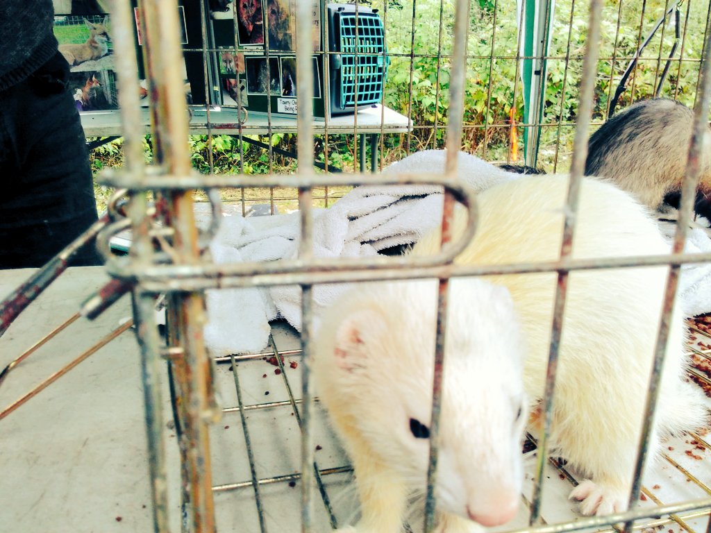 HelpBritBloss's tweet image. Great to lead a (slightly out of season) Wassail in Hollingworth, Tameside today for a little toast hanging, cider supping and even the dogs, owls and ferrets joined in with the singing. #Wassail