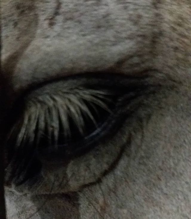 AlbatrossMirror's tweet photo. Mezőhegyes. Ménes. #mezőhegyes #mezohegyesimenesbirtok #lovaglás #lo #noniusz #szem #eye #horse #horsephotography #horses #eyephotography https://t.co/Rbk7XygDoi https://t.co/EIm0CkaGQF