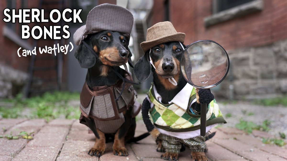 Celeb_Dachshund's tweet image. New Episode!!! Presenting, 'Sherlock Bones &amp;amp; Watley!'

Watch it now: celebda.ch/sherlock

(And why not RETWEET this as a VOTE for the #PCAs at same time?! #CrusoetheCelebrityDachshund #TheAnimalStar