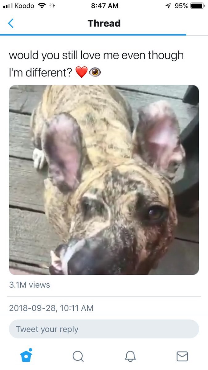 Chandler 🇨🇦 tweet media