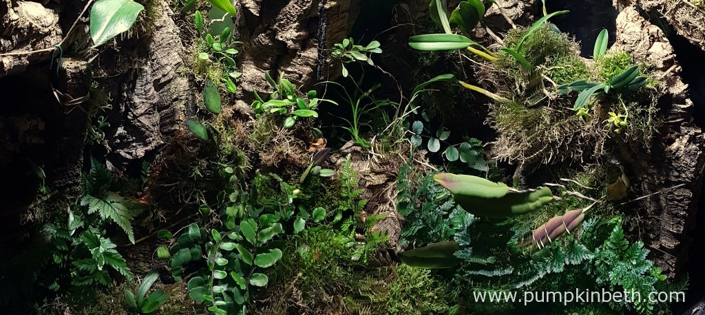 pumpkin_beth's tweet photo. Here's how I built my #Orchidarium: https://t.co/FzbihcCwxZ
#Orchid #Orchids #Terrarium #Vivarium #IndoorGardening #Gardening #Houseplants #Gadgets #MistingUnit #GrowLights #Schoenorchis #Phalaenopsis #Cork #Epiphyte #SundayReading #Projects #MistingSystem #BuildingATerrarium https://t.co/O8EUA2kIJQ