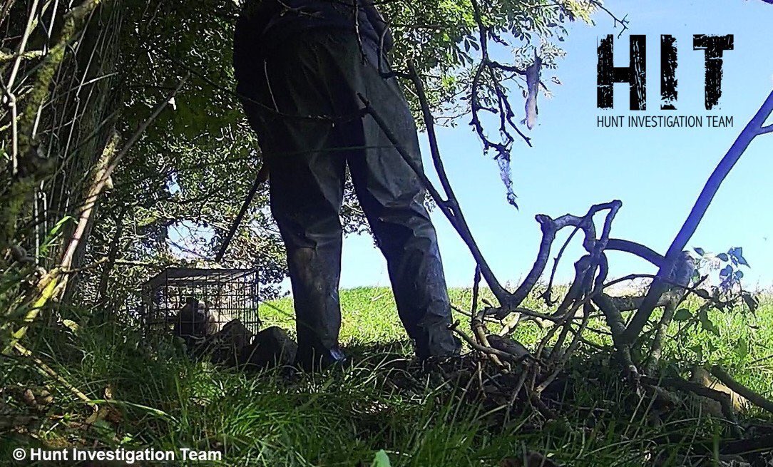 ZoYoEden's tweet image. "We are instinctive defenders of beauty in the landscape, protectors of #wildlife, friends of the earth" - Michael Gove #CPC17

The monstrous reality: #BadgerCull Horror Exposed huntinvestigationteam.org/badgercull/ via @FoxHITeam
#WarOnWildlife #CPC18