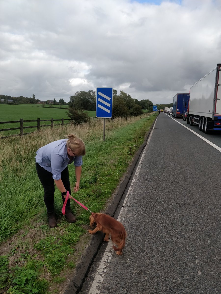 Puppy's first ever walk... On the side of the #M56!