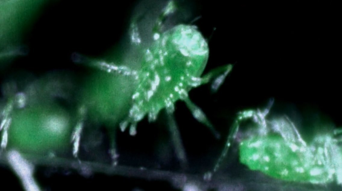 xfilesmonsters's tweet photo. Prehistoric mites (Darkness Falls, Season 1) #TheXFiles https://t.co/RizdZVFoO4
