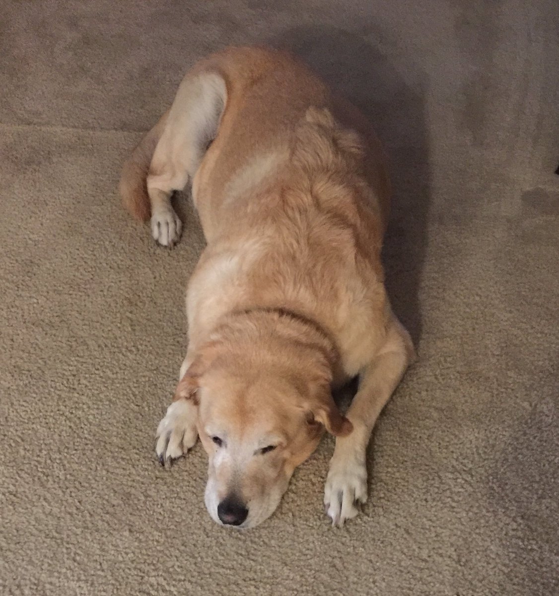 innoViaPro's tweet photo. We're closing out #NationalDogWeek with Spike, our #officedog of the day taking a well-deserved rest after working hard all week! Spike's human, Terri, is our amazing Operations Manager. πΆπ€
#dogdays #workinghard #innoviapro https://t.co/bMmW3RRR25