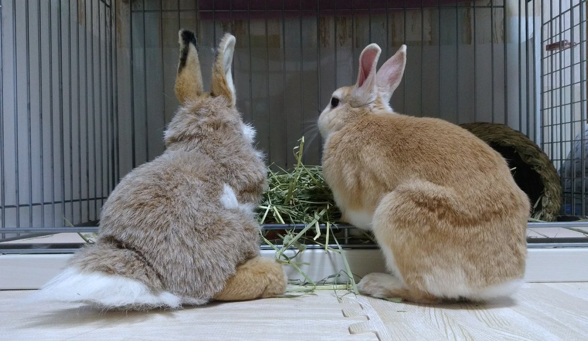 ウサギのハート うさぎの平均寿命は02年で4 6歳 11年で7 8歳というデータがあります この10年でウサギ にまつわる環境がどれだけ変化したことか 嬉しい限りです みんなでめざそう平均寿命10歳 うさぎ