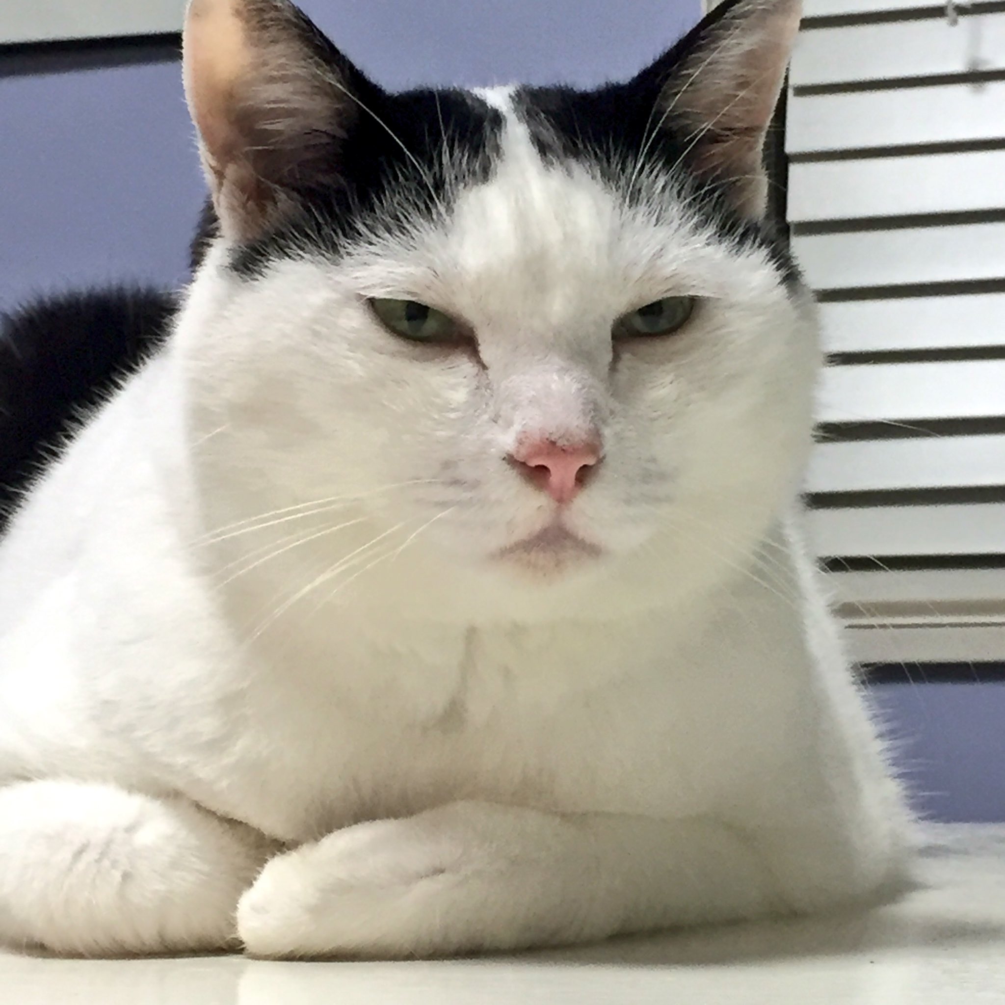顔が美しい　ヴィンテージ招き猫　白 Aさまセミオーダー Tちゃん 美猫さん ホワイトウィングキャット