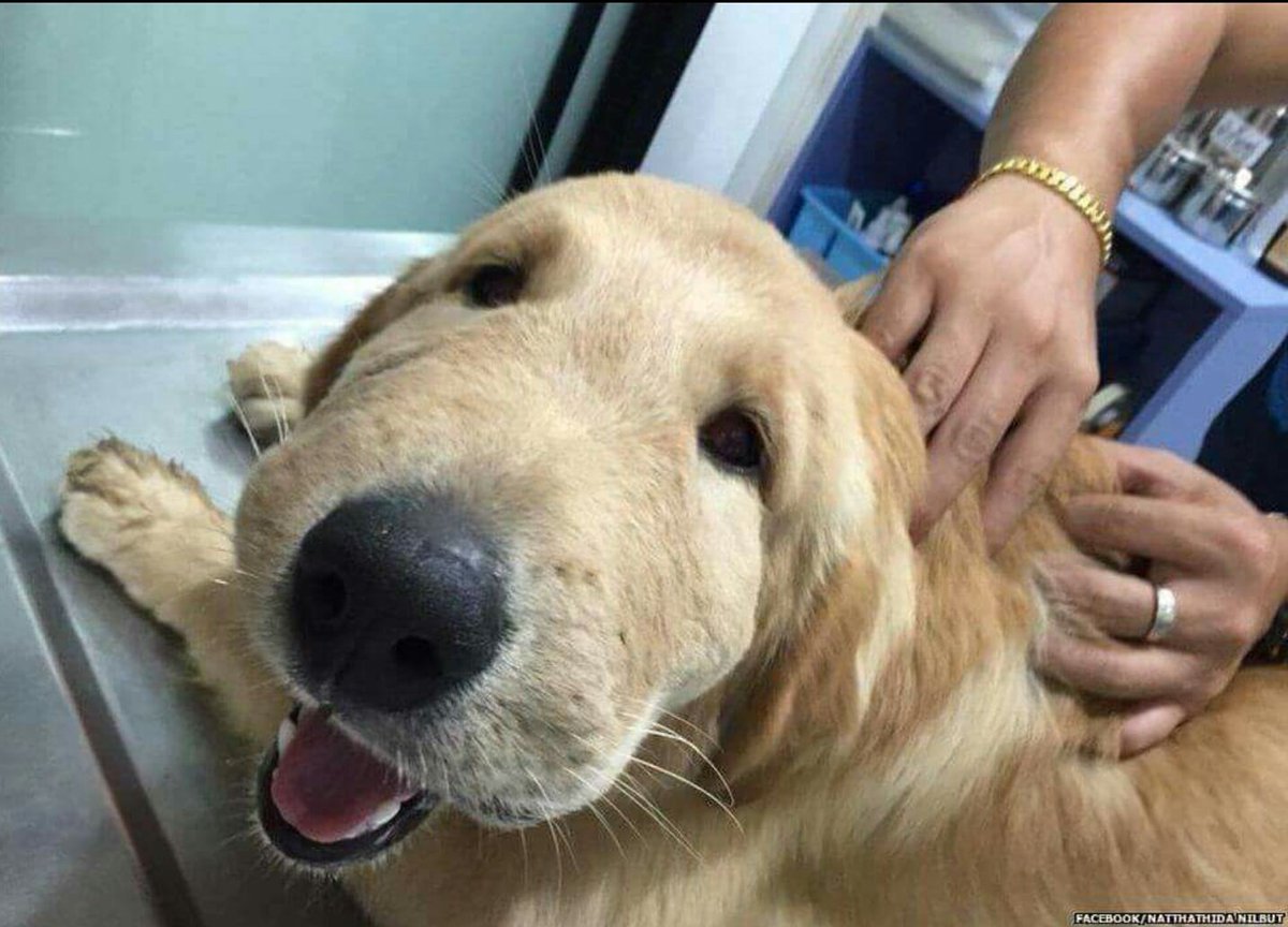 serepolotto's tweet photo. Por si estas teniendo un mal dia, dejo un par de fotos de perritos que comieron abejas https://t.co/FhvQF0NPlC