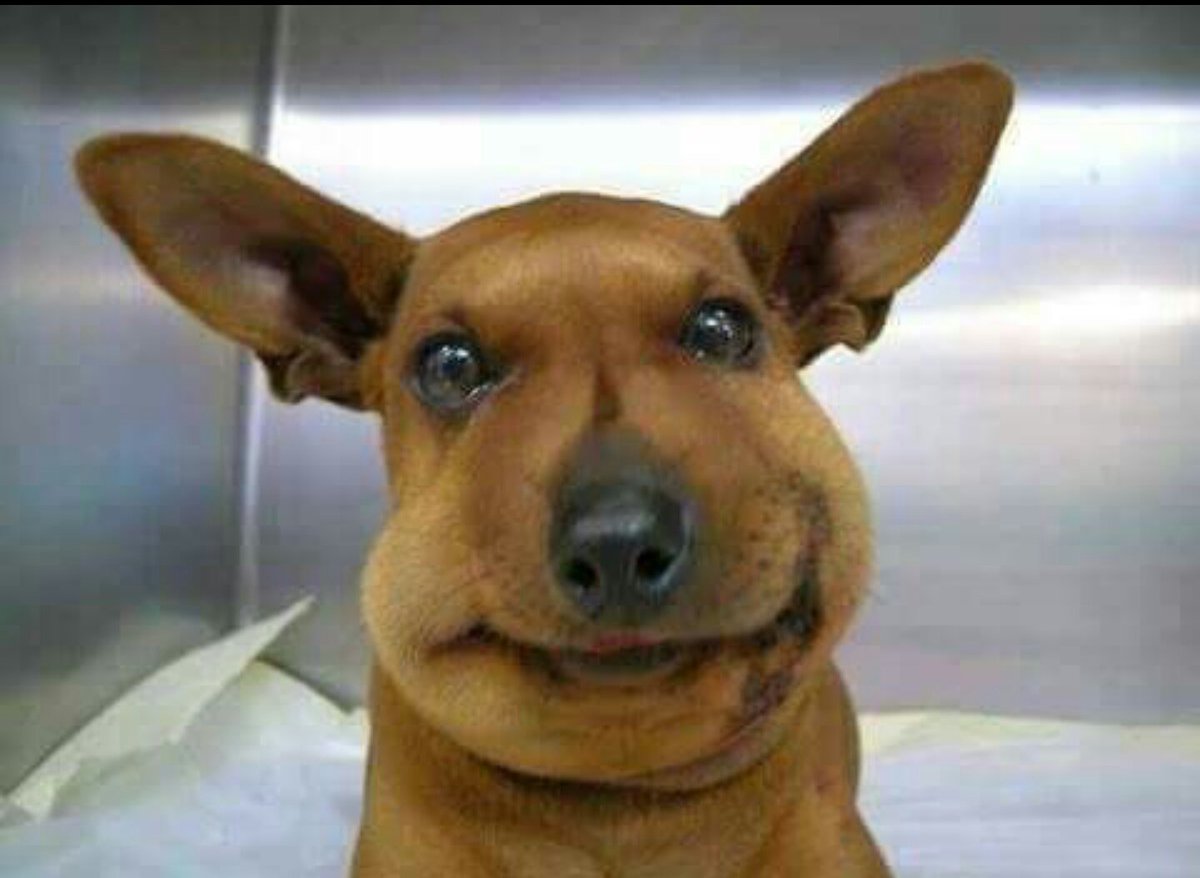 serepolotto's tweet photo. Por si estas teniendo un mal dia, dejo un par de fotos de perritos que comieron abejas https://t.co/FhvQF0NPlC