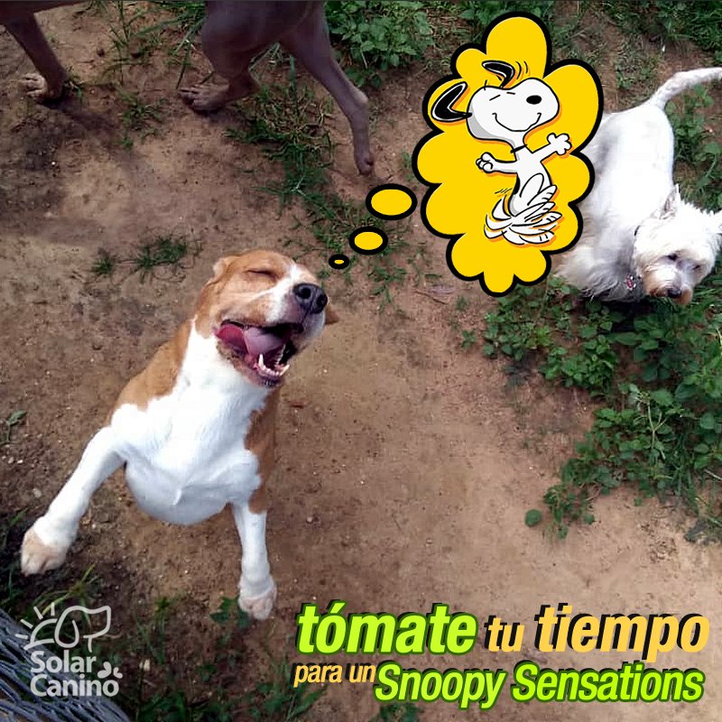 solarcanino's tweet photo. #DominDog de #SnoopySensations.
#BuenosDias #FelizDomingo #PanzaArriba.
🐕#SolarCanino🐾
Síguenos:
https://t.co/AZH0s4gjdq
https://t.co/MyD4LjMvUM
@ASOGUAU @protectoraASN @PerroUsuario @CanalAnimal @Tango_BME @pshccs @perrostristes @FAPRANIANZ @APLAVzla @perritocallejer https://t.co/c244Rsvyah