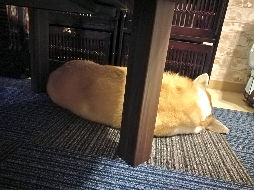 Jpirasutokbfbcl 犬 おなら びっくり マイク 6675 犬 おなら びっくり マイク