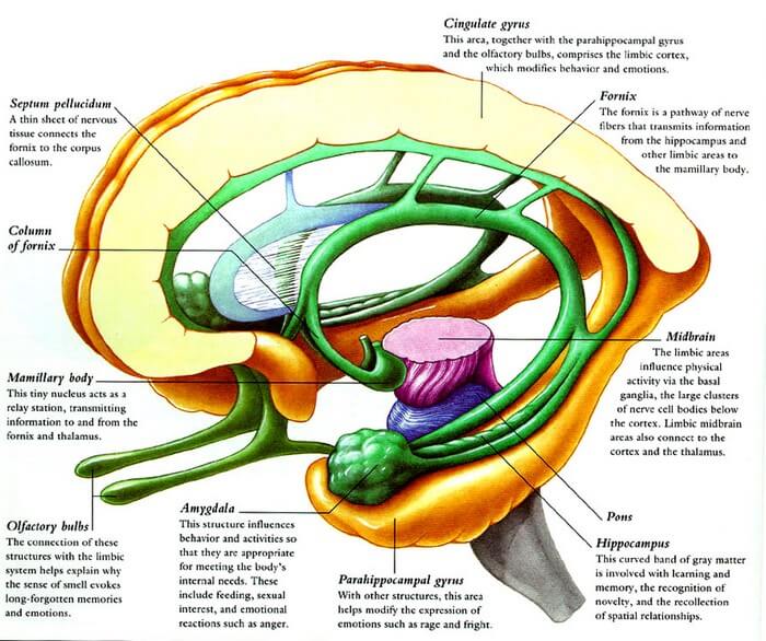 The Limbic System.  #Limbic  #Amygdala