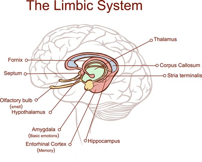 The Limbic System.  #Limbic  #Amygdala