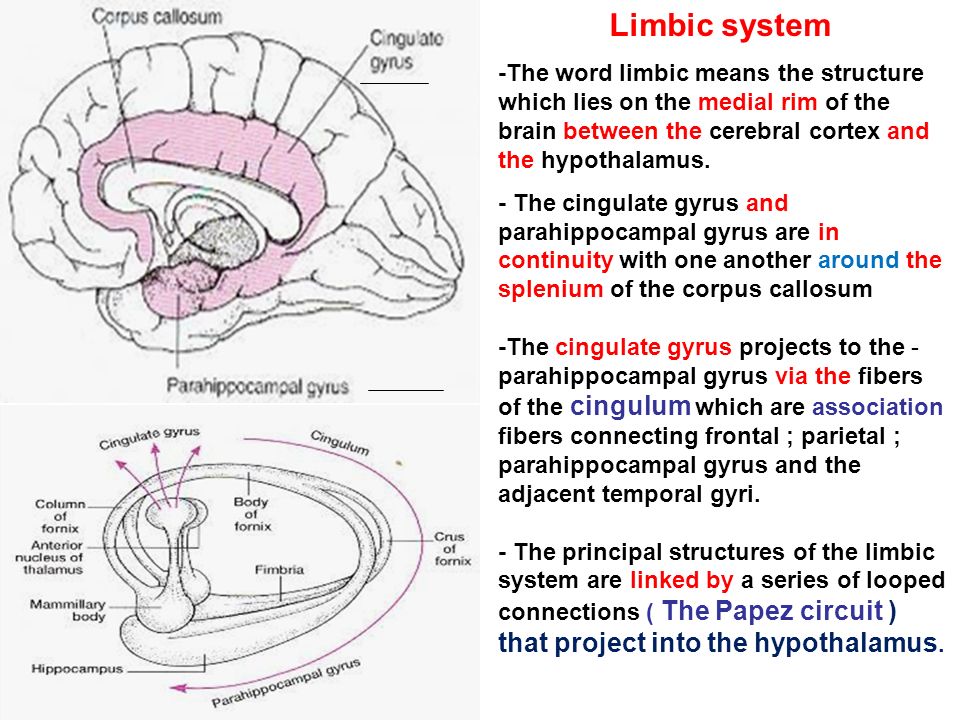 The Limbic System.  #Limbic  #Amygdala