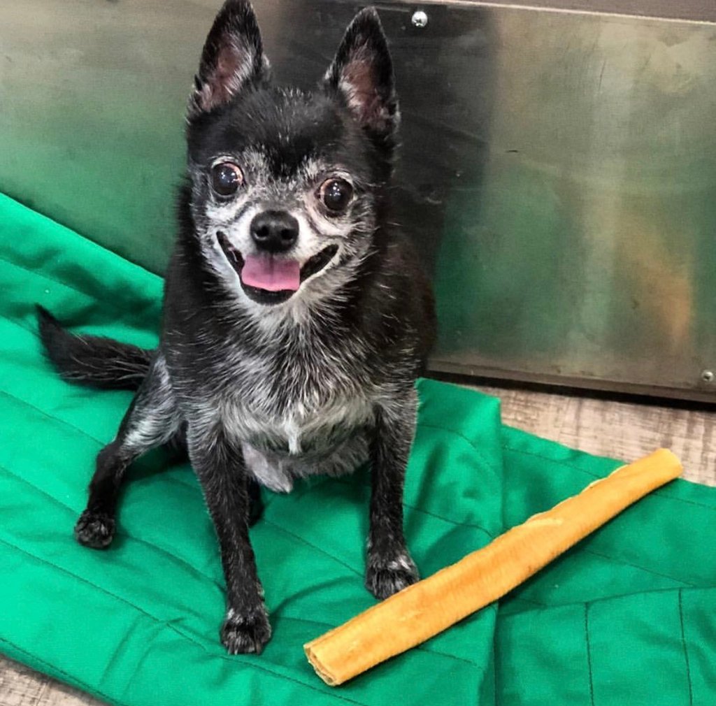 Joneschews's tweet photo. HuaHua loves #JonesBones so much, he was willing to, ahem, "borrow" one from his pal. - 📷 cred: @happy_dog_butt https://t.co/eYXJFp7yTD