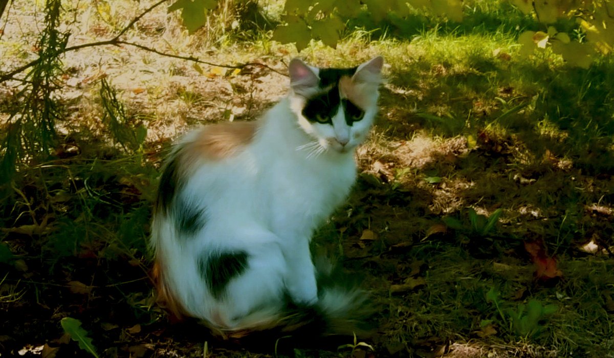 Cat_Invaders tweet picture