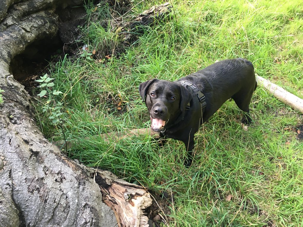 Monty_Lab's tweet photo. Sunday Funday π #dogsarefamily #DogsofTwitter #fourleggedexplorer https://t.co/V0rJTer4zN