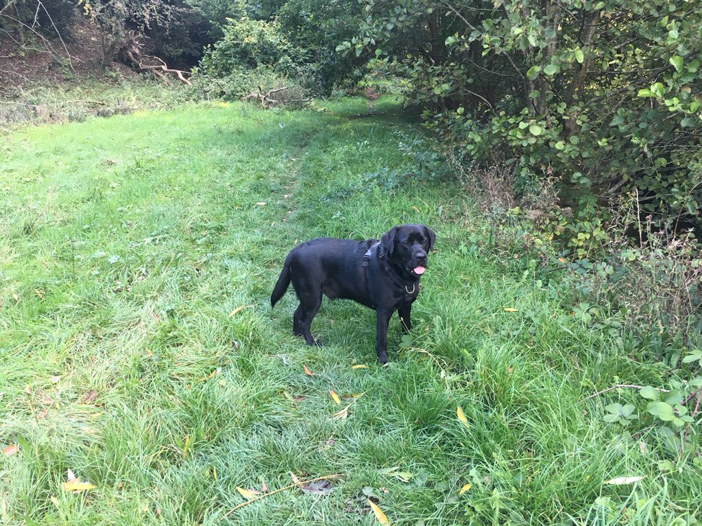 Monty_Lab's tweet photo. Sunday Funday π #dogsarefamily #DogsofTwitter #fourleggedexplorer https://t.co/V0rJTer4zN