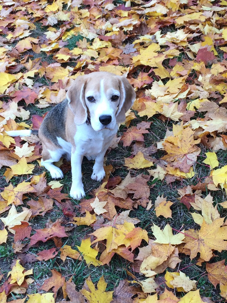 Elke___Wagner's tweet photo. AKTION zum Herbst 🍁!! Gesundes artgerechtes Hundefutter! Qualität aus Schweden. Mit hohem Fleischanteil 90-99%. Ohne Konservierungsmittel, Lockstoffe u. Getreide!
Jetzt bei https://t.co/MZtAMTRb0r mit Rabatt Code 50020917 #anifit
#hundefutter #katzenfutter #artgerecht #anifit https://t.co/Au9jZfv1vV