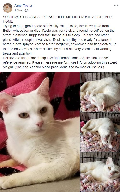 Freja_Petersen's tweet image. SHARE - ADOPT - Southwest Pa

PLEASE HELP FIND ROSIE A FOREVER HOME 
Rosie 10 year old from Butler, whose owner died

Only adopts out in a 2 hour radius around Pittsburgh
Contact email is amylbarrette@gmail.com

facebook.com/amy.tadija/pos…