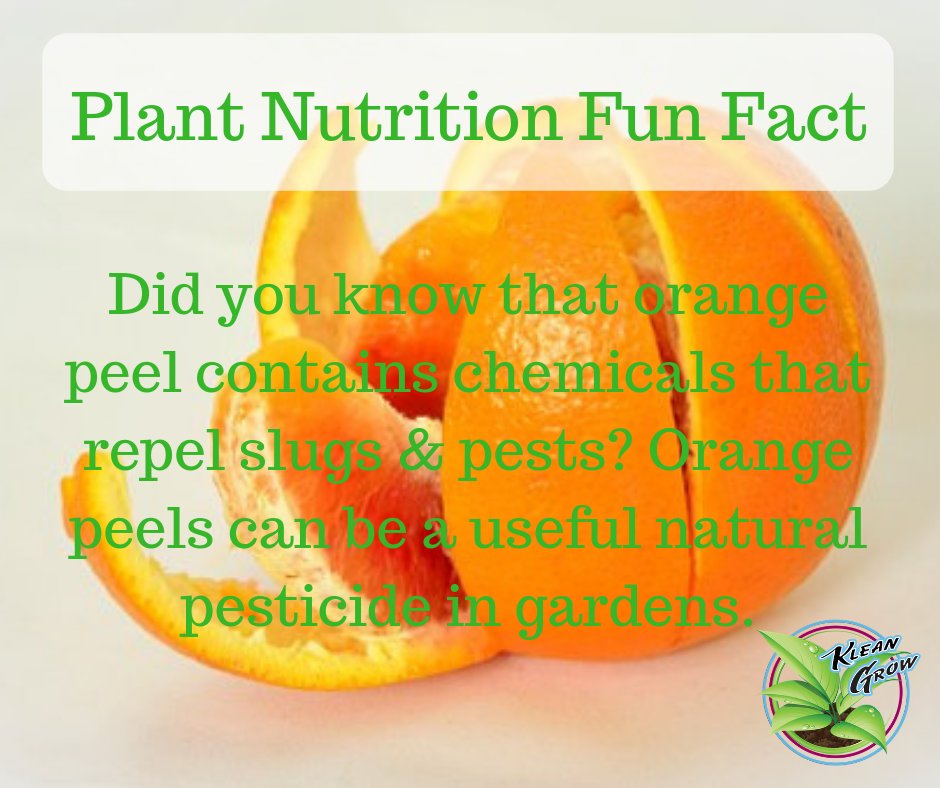 KleanTerpenes's tweet photo. #PlantNutrition #PlantNutrients #SoilQuality #Nitrogen #Microbes #MicrobialFertilizer #OrganicGrowing #BioMass #Spores #Soil #Crop #Organic #Soilconditioner #Plants #Farmer #KleanTerpenes #KleanGrow #Orange #Oranges #Pesticide #Garden #Gardening #Gardeningtips https://t.co/ZDdlMSqFES