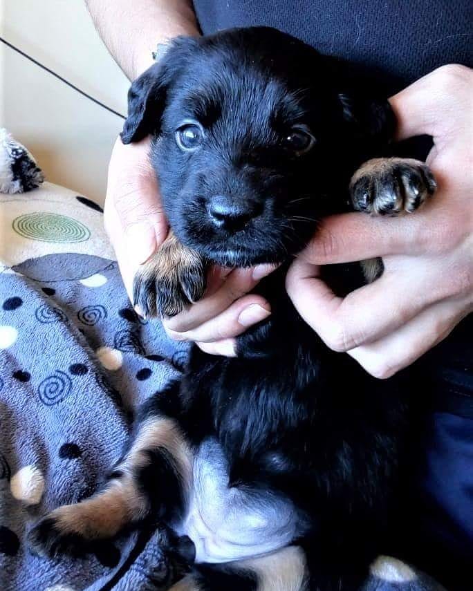 AnimalParaiso's tweet photo. En adopción hermosos y regalones perritos cachorros, serán de tamaño mediano a grande (su mamá es labradora). Contacto interesados al teléfono / Whatsapp +56952106175 o +56957719095, están en la ciudad de #Viña. https://t.co/Msu146DA8Q