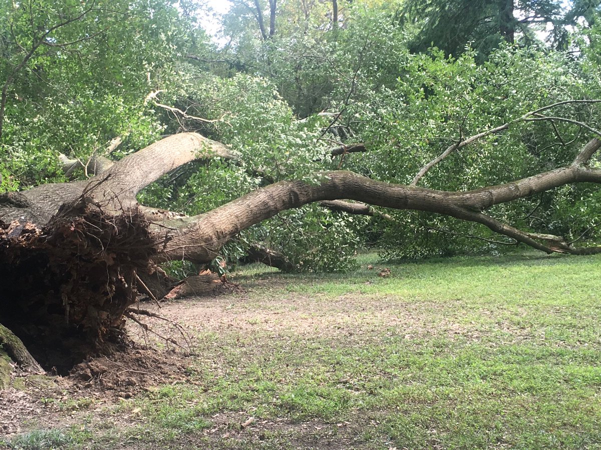 ATLMemorialPark's tweet photo. We lost another giant water oak this week. God: 1, Golf and construction interests: 800+ https://t.co/pUP1q0UqVO