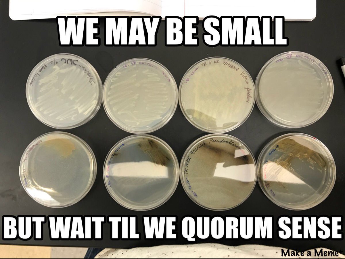 Ivin_UPS's tweet photo. We should be talking about the interdomain communication that occurs between microbes and animals in First Year Biology Classes. It’s important to know about how microbes affect us, not only in negative ways, but positive ways too! #Bio350 #GivingMicrobesTheirDue @markowenmartin https://t.co/CL6reza5aW