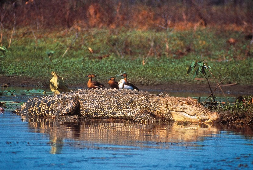 Lazy day in the sun for this croc out on the Yellow Water Billabong 🐊 #yellowwatercruises #aatkings #smilekings