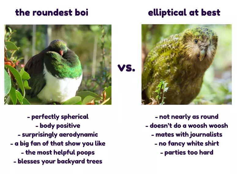 Dianne_Khan's tweet photo. Sorry, not about education, nut this is also important... #BirdOfTheYear #kereru https://t.co/z7YnrxBZJ7