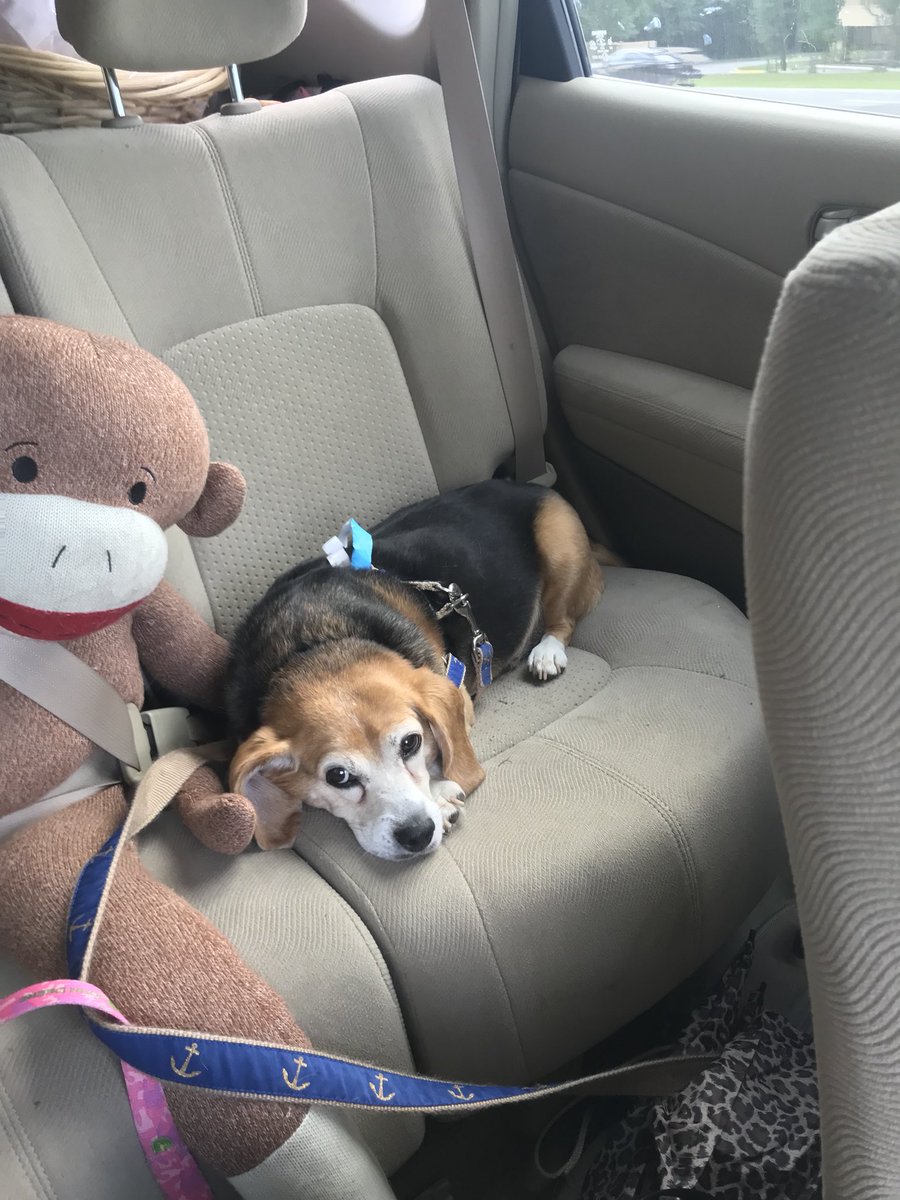 MylisaJohnston's tweet photo. We had a great time at the #Beaglebash held at #countrysidekennels! Won prizes! Love supporting The Beagle Rescue of Southern Maryland. #BRSM https://t.co/yvGrnJn6AO