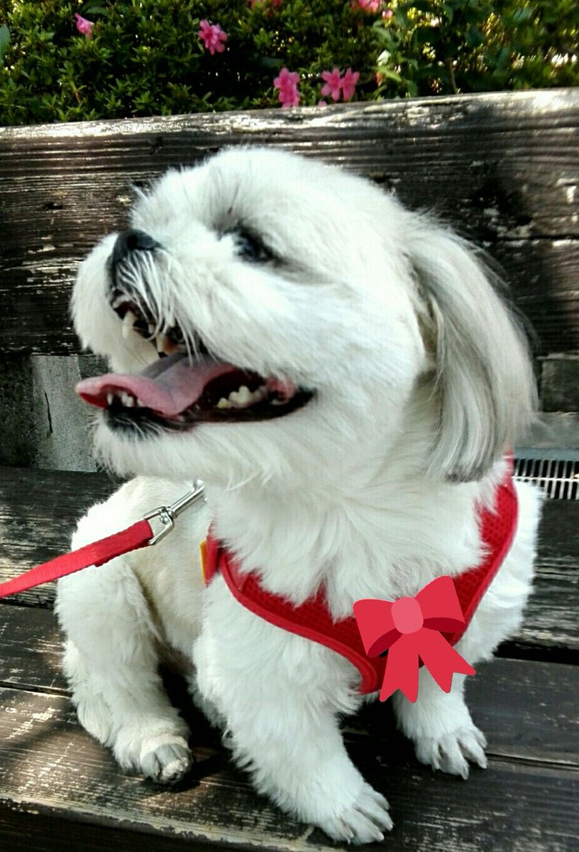 maiajpn's tweet photo. おはようございます🍀１０月１日(月)
いつもありがとうございます😊🐶💕
今朝は台風一過☀快晴で真夏日予報
昨夜は家が揺れるほどの凄い風雨でした⚡🌀☔台風は北上中です🗾お気をつけください
穏やかに一日を過ごせますように😊🍀 https://t.co/u98b7OLvN4