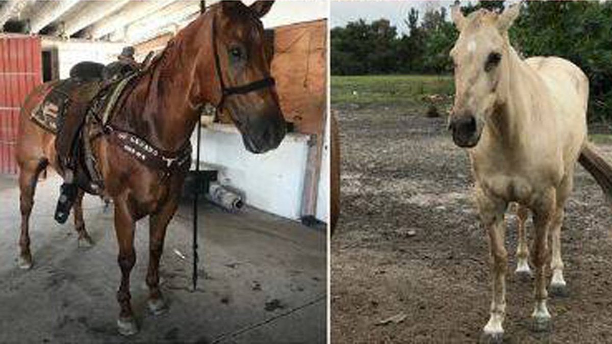 Police searching for 2 stolen horses in northwest Miami-Dade County bit.ly/2Rb5kjX https://t.co/9bKoZ5ArFb