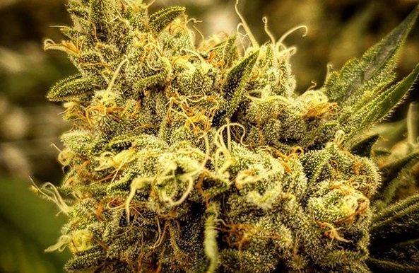 PhreshOregon's tweet image. phreshcannabis_cultivation💥Prodigium💥
#phreshcannabiscultivation #plant #portland #forestgrove #oregonweed #oregon #blazers #portlandoregon #oregongrown