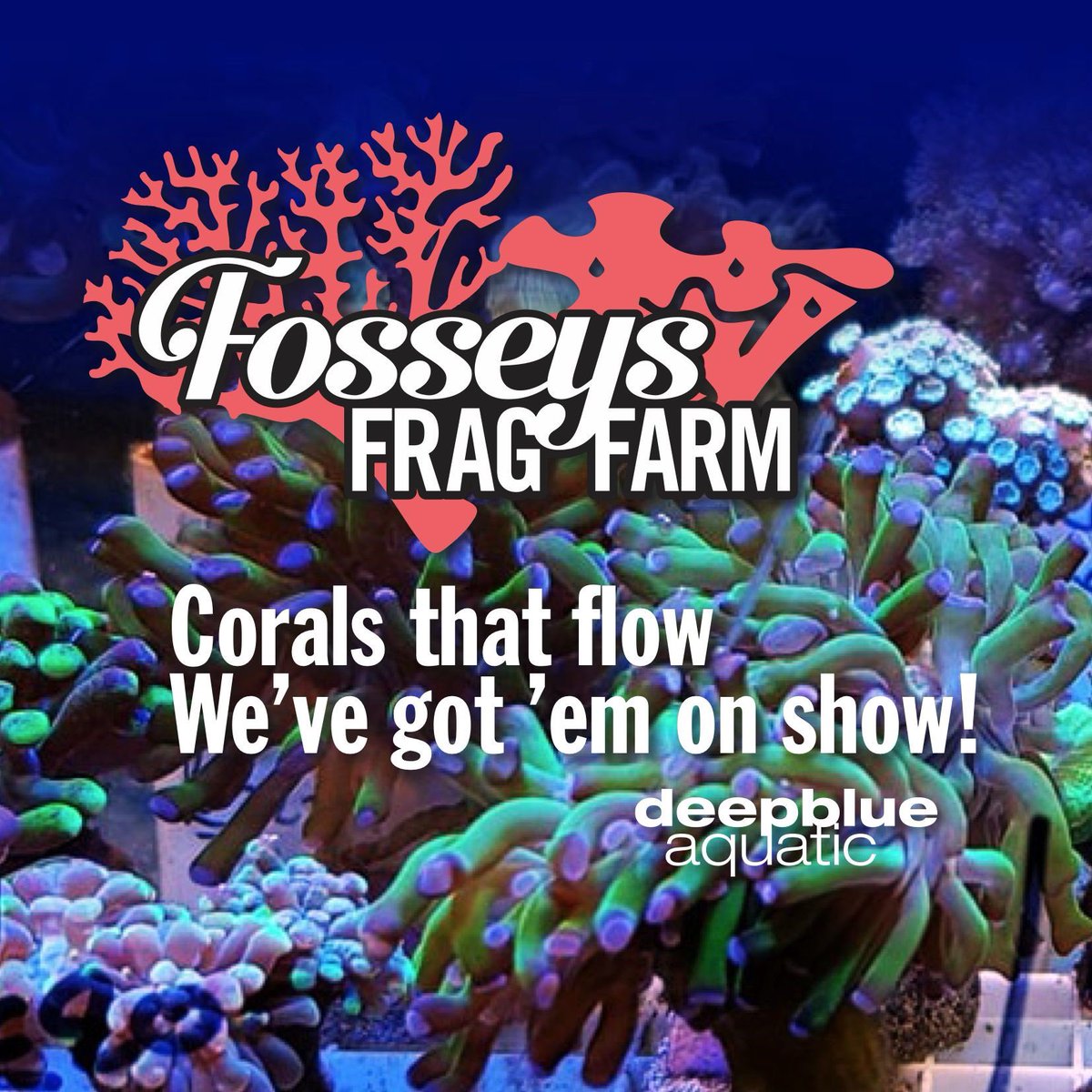 deepblueaquatic's tweet image. #deepblueaquatic #reefaquarium #coralreef