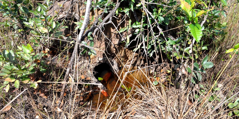 TropicalTrees's tweet photo. When a native tree falls over, like this Caraipa llanorum, we like to take photos and examine the root system, to understand the tree and its ecosystem services. For example, what kind of mycorrhizal fungi does it have? @TropicalTrees https://t.co/wG0dlWvTmt