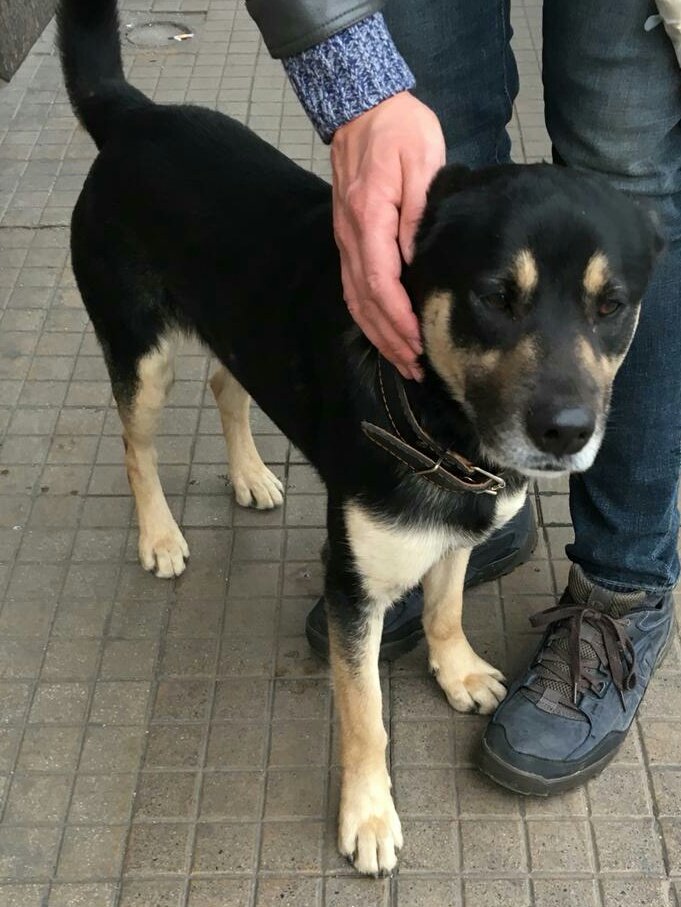 schultzoom's tweet photo. Perro perdido en irarrazaval con José Manuel infante... lo vimos entrar al condominio Parque Infate hace 5 min. Collar negro con puntas. Compartir. #PerroPerdido #mascota #perro https://t.co/kQDXqYTIki