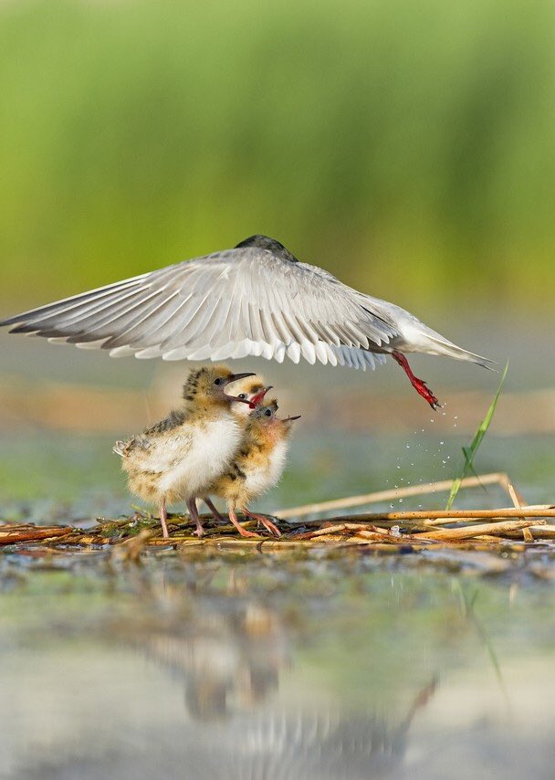 vertemme's tweet photo. Ombrelle en éventail volant  pour amoureux étourdis et transis ☂️ https://t.co/hbZ0RIQZhk
