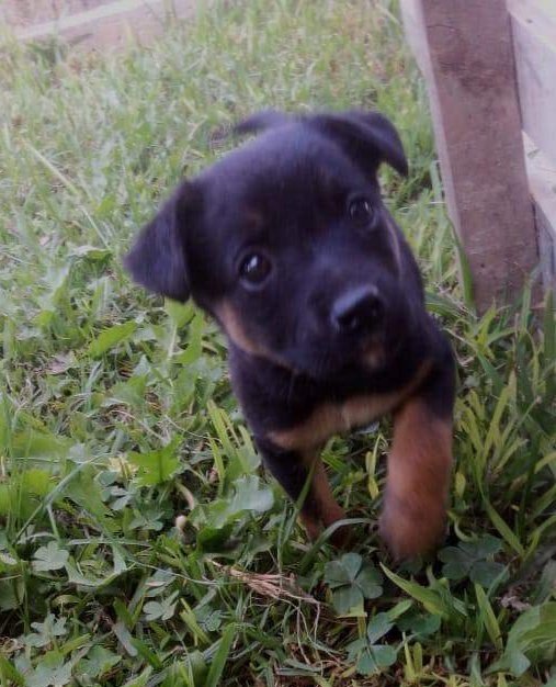 AnimalParaiso's tweet photo. Linda y tierna cachorrita en adopción en la ciudad de #VillaAlemana, tres meses de edad; se entrega desparasitada y vacunada. Contacto interesados al celular o WhatsApp número +56989483562. https://t.co/199pTUSIZM