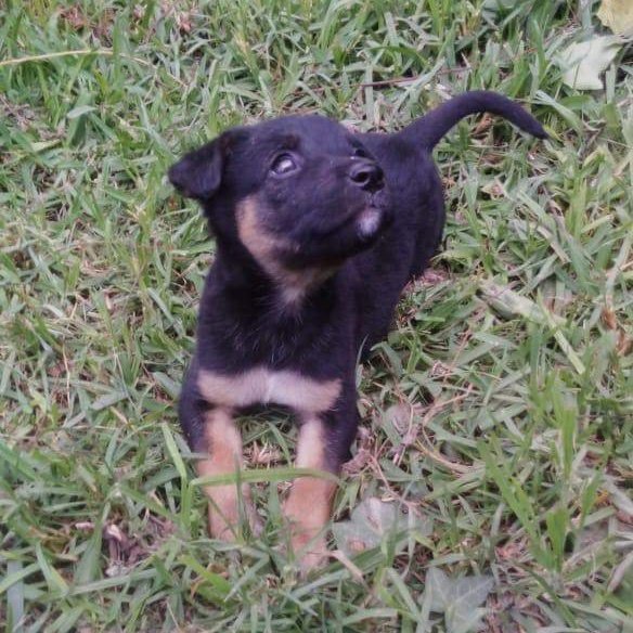 AnimalParaiso's tweet photo. Linda y tierna cachorrita en adopción en la ciudad de #VillaAlemana, tres meses de edad; se entrega desparasitada y vacunada. Contacto interesados al celular o WhatsApp número +56989483562. https://t.co/199pTUSIZM