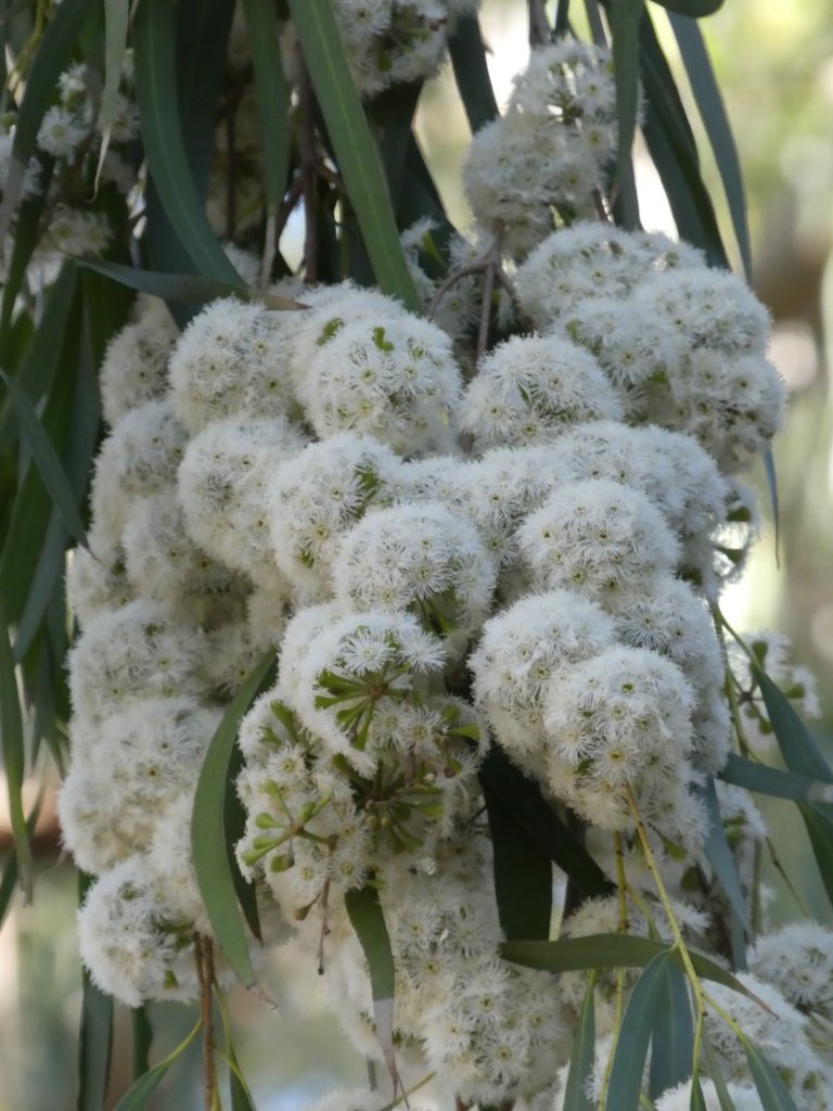 peter_e_symes's tweet photo. Beautiful! #Eucalyptus elata (River Peppermint) #Myrtaceae In Victoria, mostly found in riparian zones in the the east of the State (also in NSW) found as a mallee on some dryish hills - may indicate some drought tolerance. Not seen @RBG_Victoria unless  you are on #tantrack! https://t.co/WyzJM8opNX