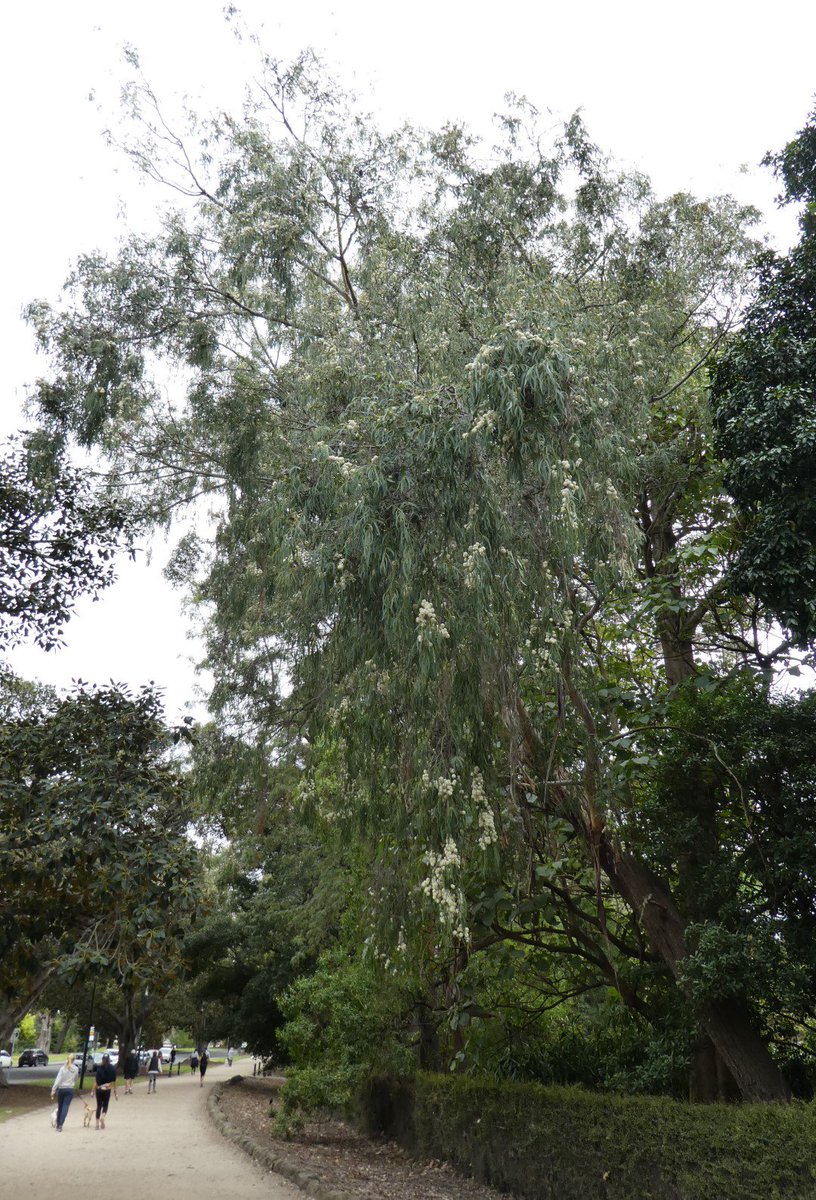 peter_e_symes's tweet photo. Beautiful! #Eucalyptus elata (River Peppermint) #Myrtaceae In Victoria, mostly found in riparian zones in the the east of the State (also in NSW) found as a mallee on some dryish hills - may indicate some drought tolerance. Not seen @RBG_Victoria unless  you are on #tantrack! https://t.co/WyzJM8opNX