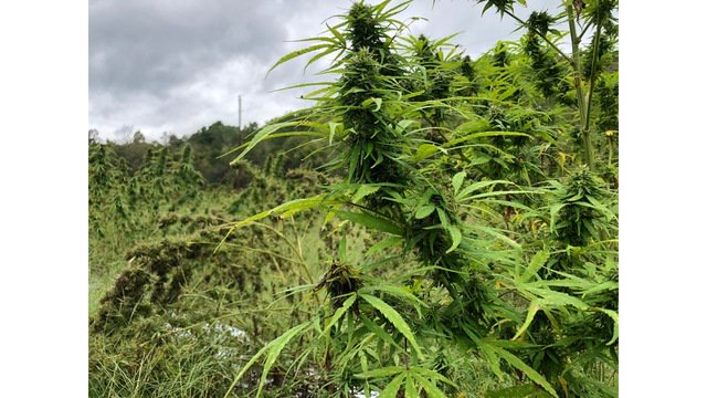 THEMMEXCHANGE's tweet photo. Washington eyes hiking hemp farming fee by 2,400 percent 

https://t.co/MVcAbjGfQW #MME #Hemp #Hempseeds #Hempoil  #CBD #WA #Washington @WSDAgov https://t.co/ANnmHmbtaL