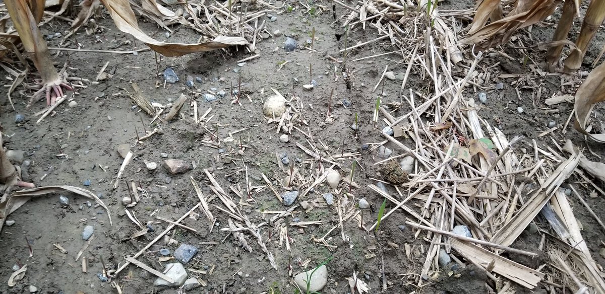 farmerschneck's tweet photo. #interseeded #cerealrye #covercrops have established well with the recent moisture we've had. Looking forward to watching things green up in the next few weeks. #OntAg https://t.co/cQdZvezKz9